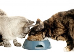 Kissalle kuppiin kuivaa ja kosteaa ruokaa