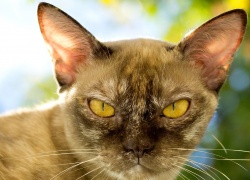 Haasteellinen kasvatettava