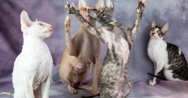 ROTUESITTELY: Cornish rex yksi suosituimmista