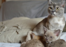 Rotuesittelyssä: Utelias ja aktiivinen burma