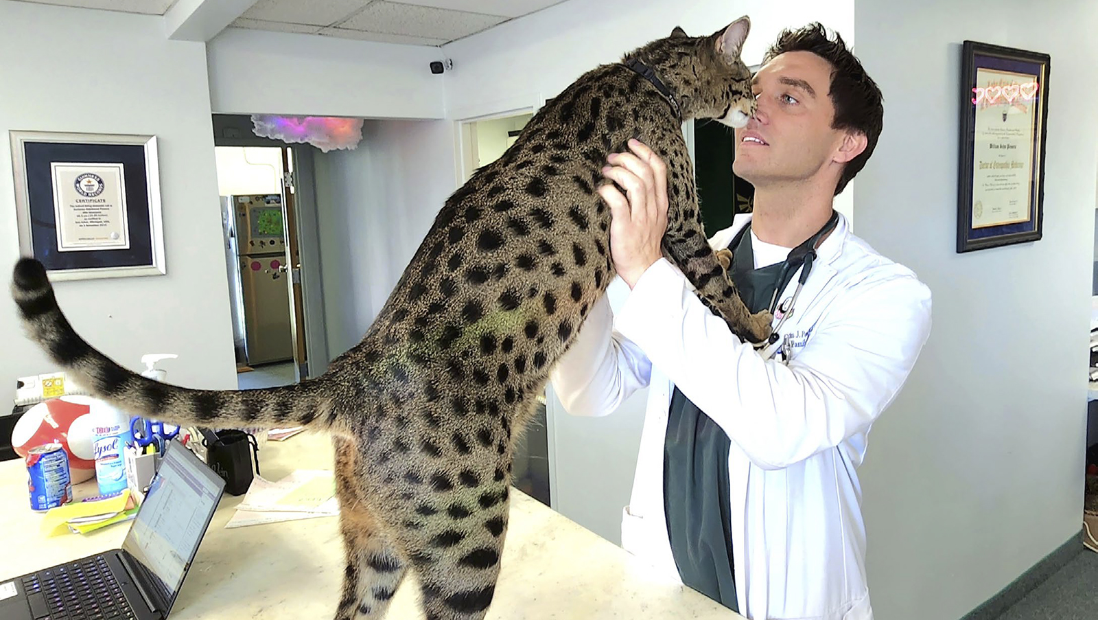 Kissa ja eläinlääkäri